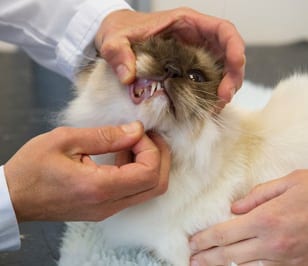 Veterinarian examining a cat's teeth