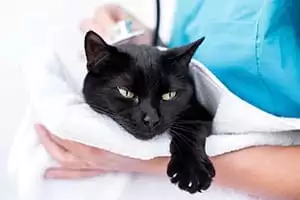 Cat being held in a towel