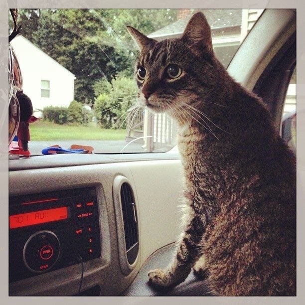 photo of tigger the cat in car