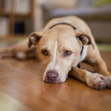 Pet Separation Anxiety in West Hartford